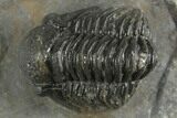 Curled Proetid (Gerastos) Trilobite Fossil - Morocco #377318-1